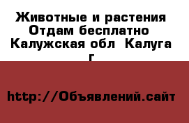 Животные и растения Отдам бесплатно. Калужская обл.,Калуга г.